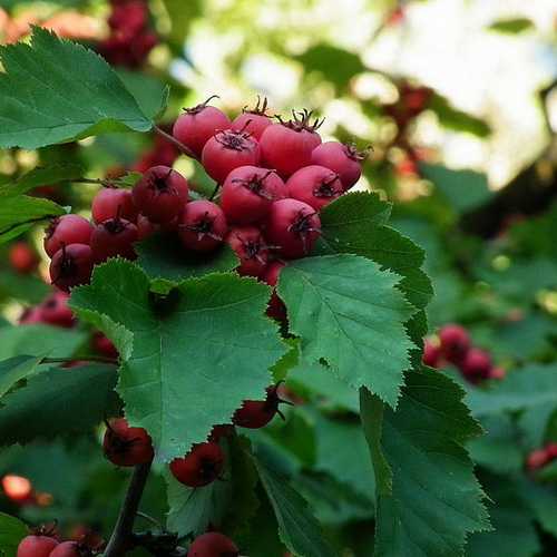 Ahornblättriger Weißdorn (Crataegus pedicellata)​