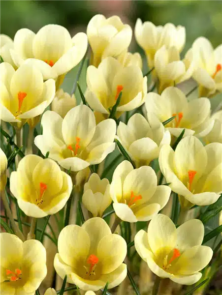 Safran Cream Beauty
