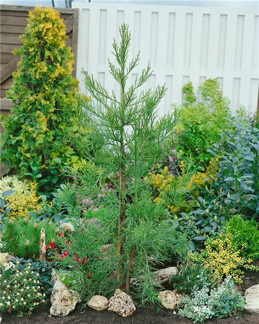 Cryptomeria Gracilis​