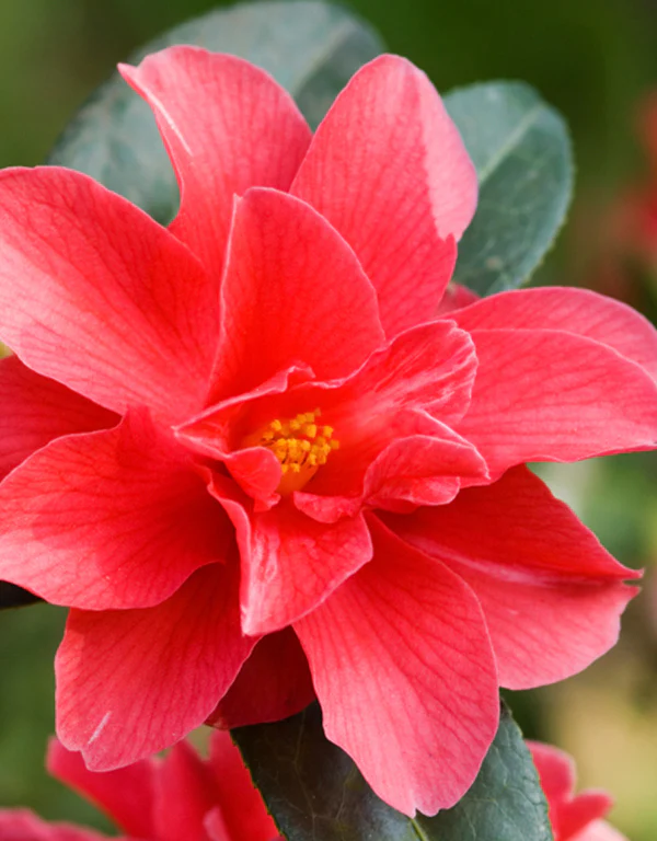 Williamsii-Hybride 'Freedom Bell' — hellrote, einfache, glockenförmige Blüte