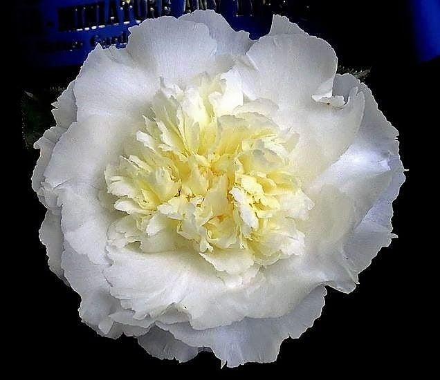 Japanische Kamelie 'Elegans Champagne' — weiße, unregelmäßig gefüllte Blüte