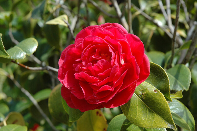 Japanische Kamelie 'Mathotiana' — dunkelrote, regelmäßig gefüllte Blüte