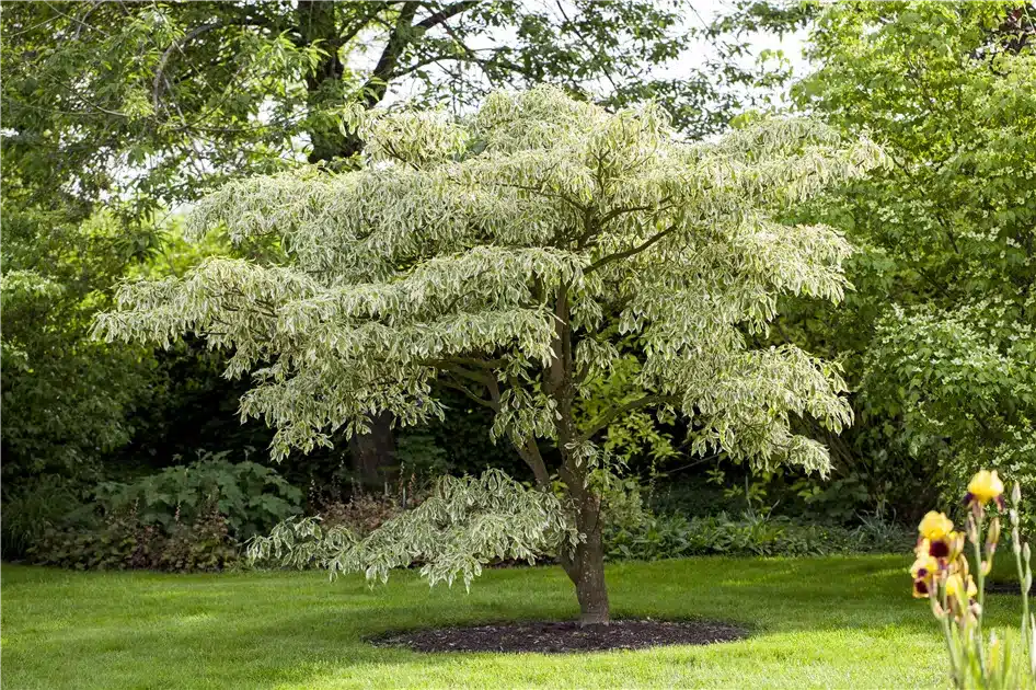 Wechselblättriger Hartriegel (Cornus controversa)​
