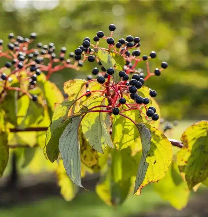 Roter Hartriegel (Cornus sanguinea)​