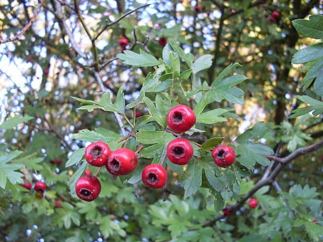 Eingriffeliger Weißdorn (Crataegus monogyna)​