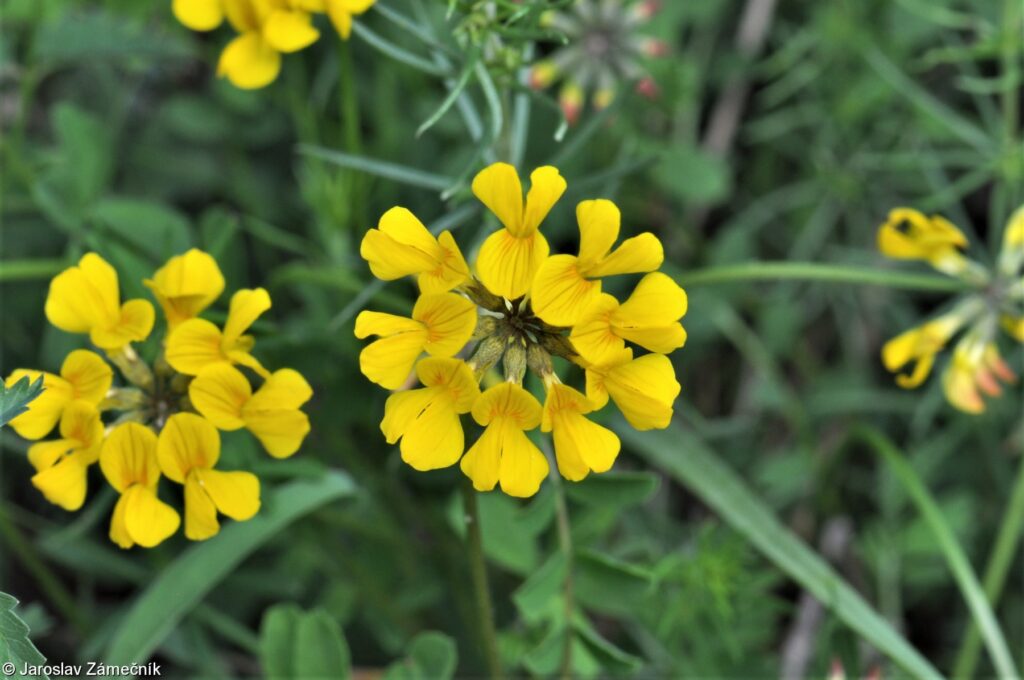 Schopfiger Hufeisenklee (Hippocrepis comosa)​