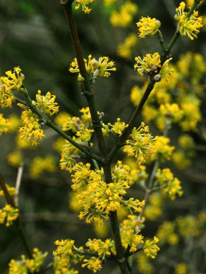 Kornelkirsche (Cornus mas)​
