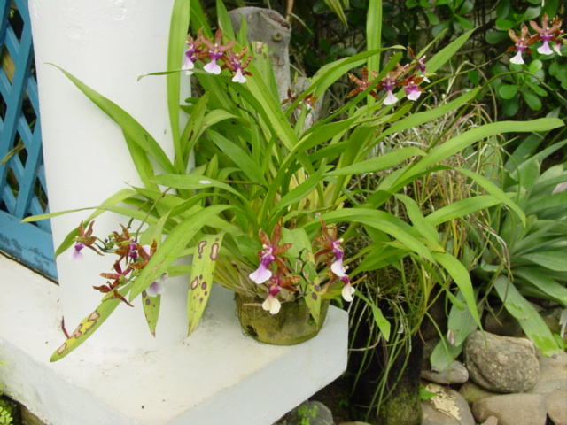 Miltonia clowesii, Miltonie