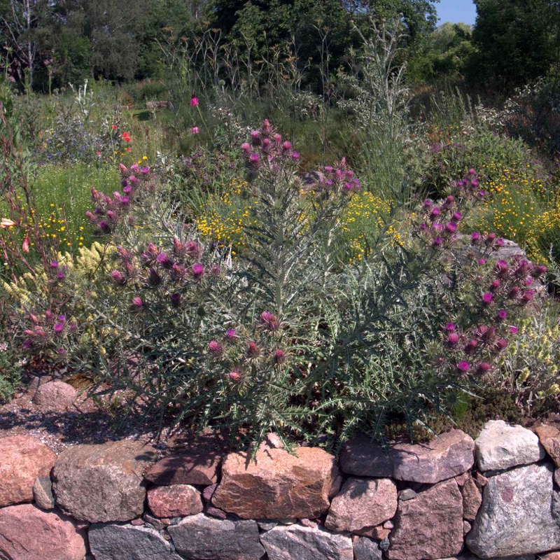 Kratzdistel mit weißen Blüten und dornigen Blättern