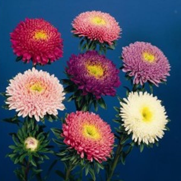 Astern Zwergkönigin ('Blaukönigin', 'Schönheitskönigin'): Welkresistent, üppige Blüte.