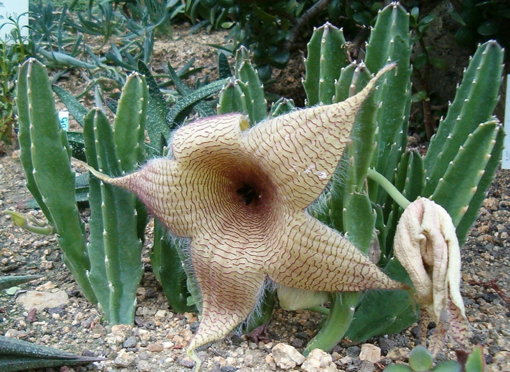 Stapelia gigantea, Aasblume