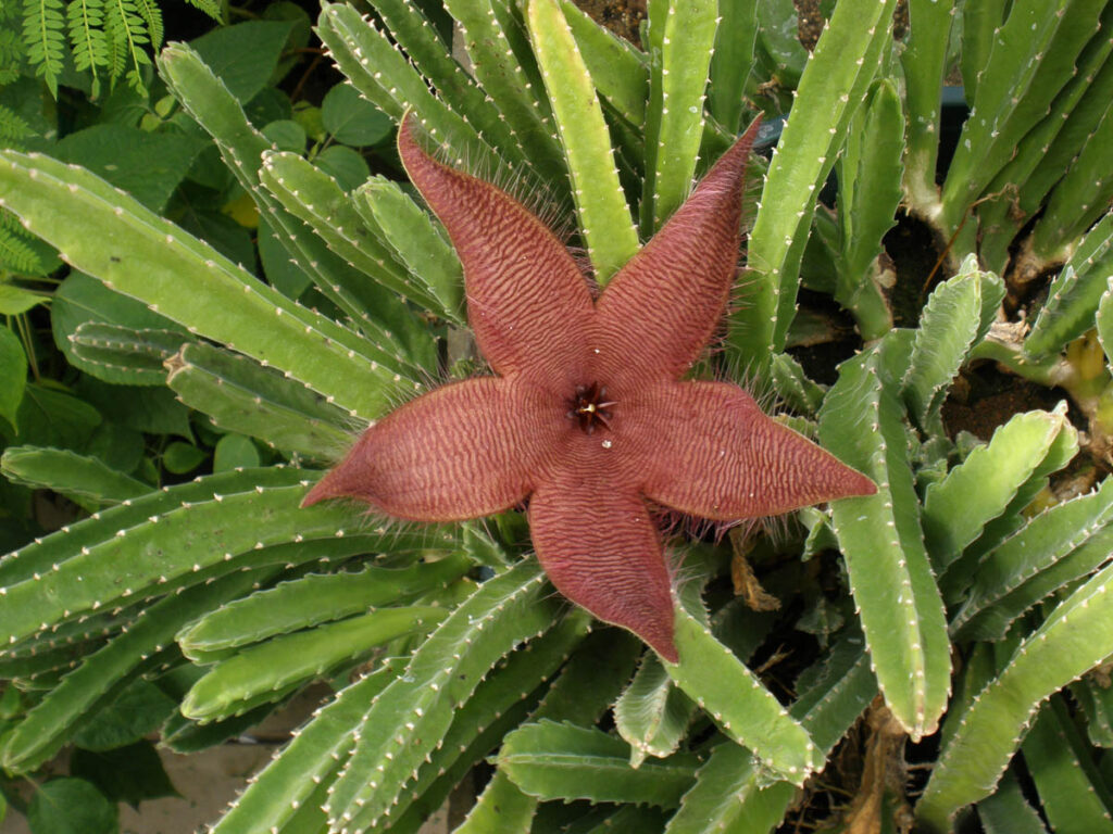 Stapelia flavirostris, Aasblume