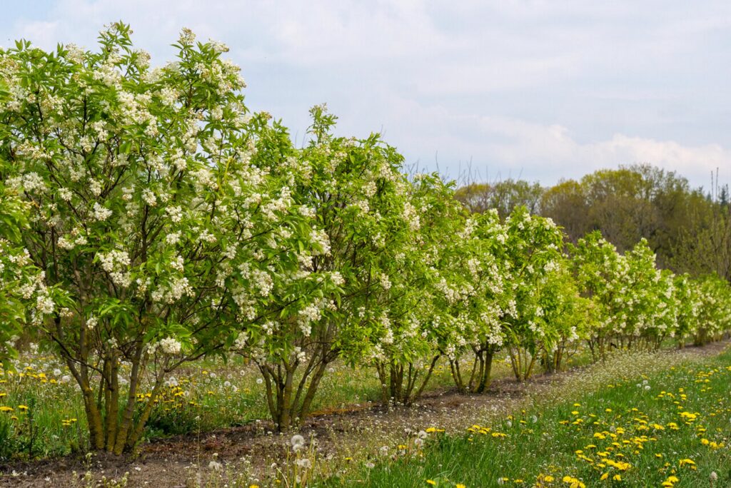 Kaukasische Pimpernuss (Staphylea colchica)​