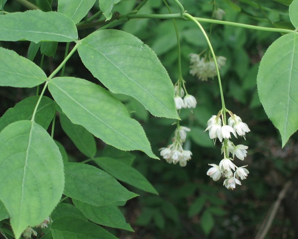 Pimpernuss (Staphylea pinnata)​