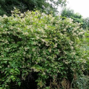 Großblättrige Kranzspiere (Stephanandra tanakae) in voller weißer Blüte