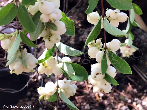 Schneebeere, Symphoricarpos albus Varieta laevigatus