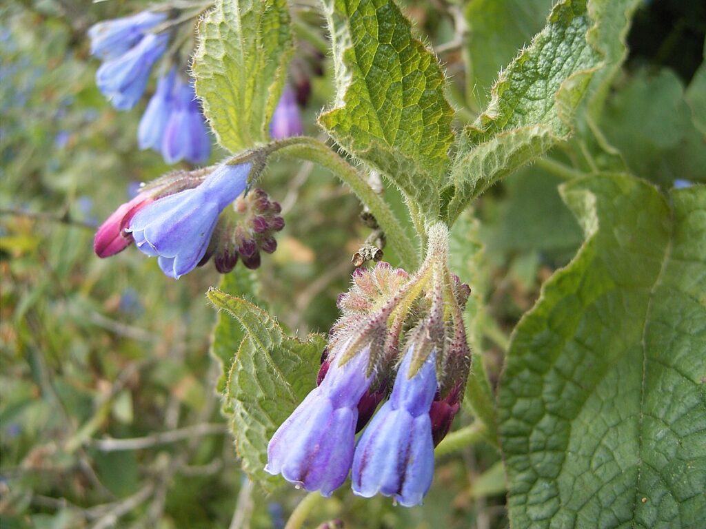 Raublattiger Beinwell (Symphytum asperum)​