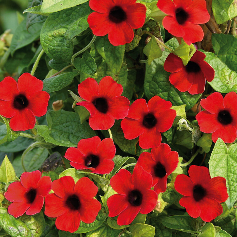 Leuchtend rote Blüten der Schwarzäugigen Susanne mit dunklem Auge zwischen herzförmigen Blättern