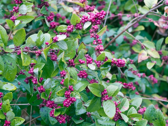 Korallenbeere (Symphoricarpos orbiculatus)