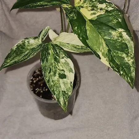 Syngonium podophyllum mit cremeweiß und grün panaschierten Blättern