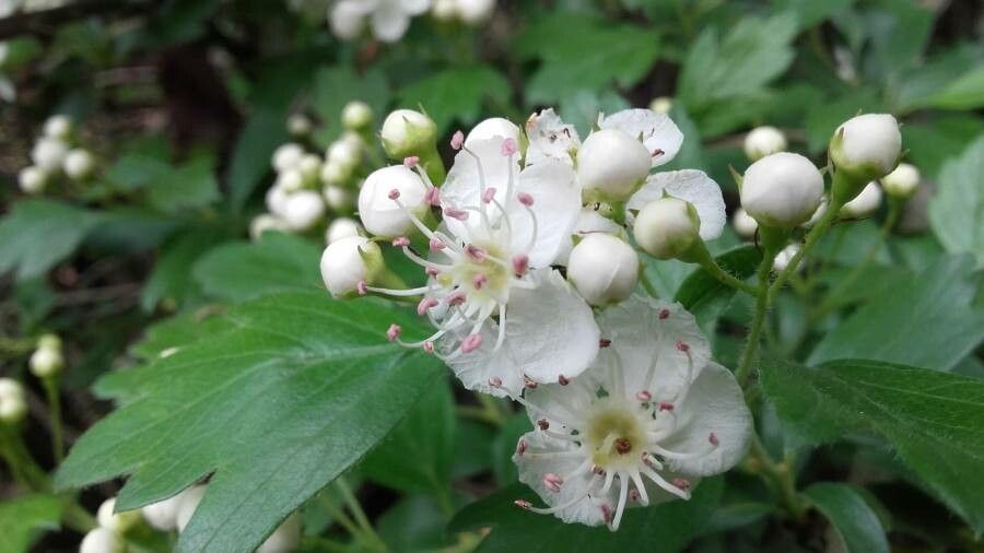 Zweigriffeliger Weißdorn (Crataegus laevigata)​