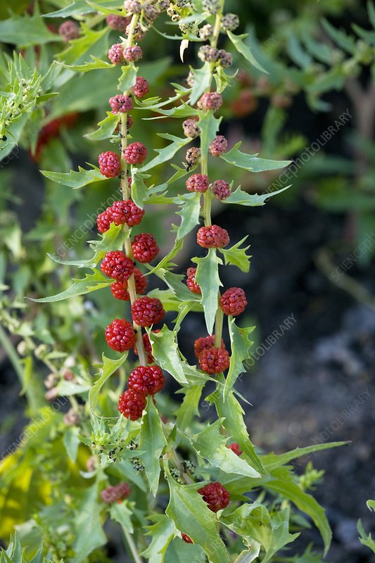 Erdbeer-Spinat (Chenopodium foliosum)​