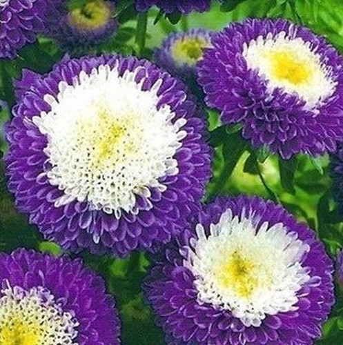 Pompon-Astern: Kugelförmige, kissenartige Blüten in verschiedenen Farben.