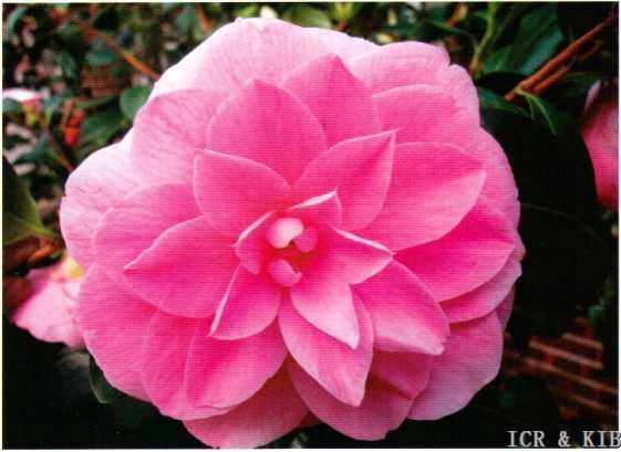 Japanische Kamelie 'Cheryll Lynn' — rosa, gefüllte Großblüte