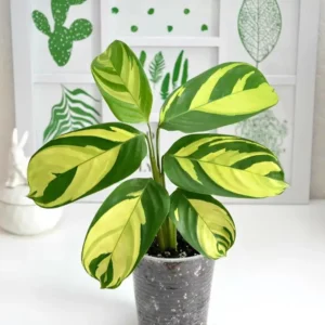 Ctenanthe lubbersiana​
