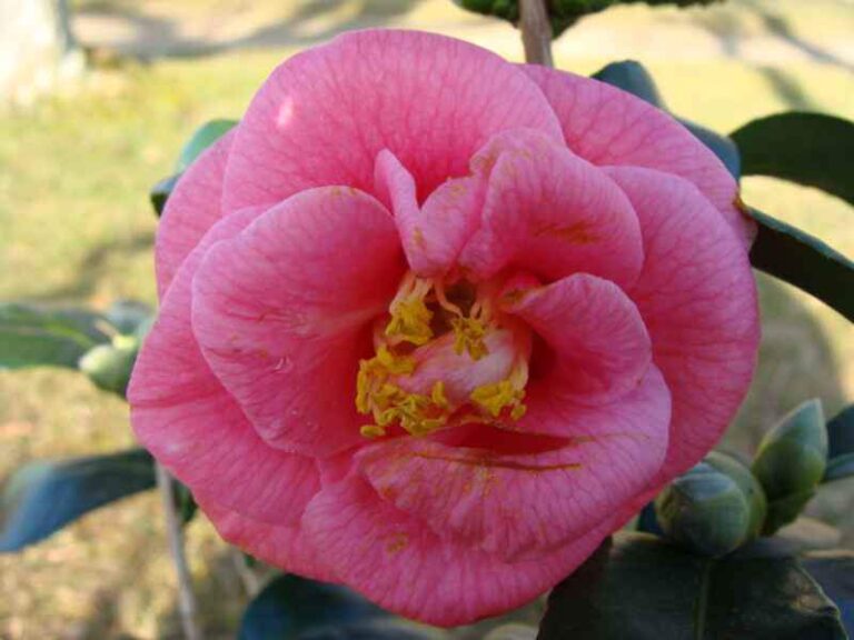 Japanische Kamelie 'Gloire de Nantes' — kräftig rosa, halbgefüllte Blüte