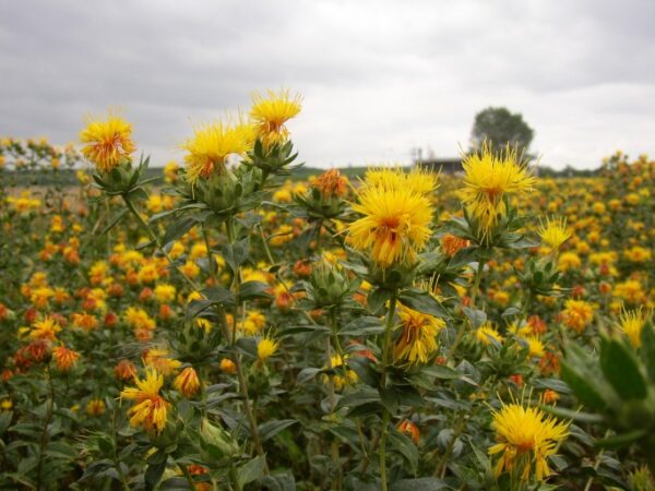 Botanische Zeichnung der Färberdistel — Stängel, stachelige Blätter und Blütenkörbchen