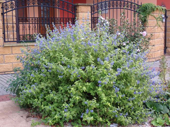 Grauer Bartblume (Caryopteris incana)​