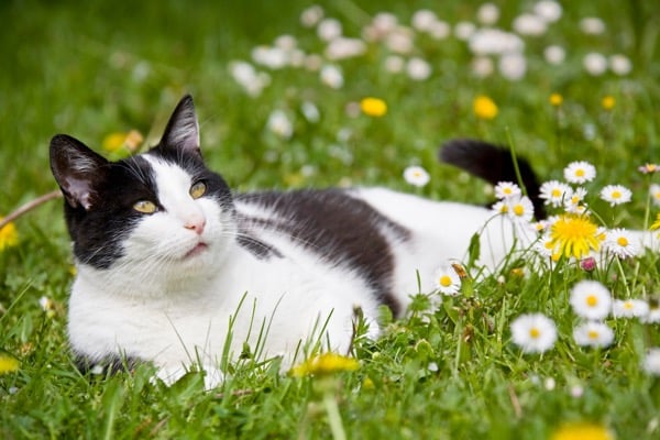 eine Katze, die auf einer blühenden Wiese liegt