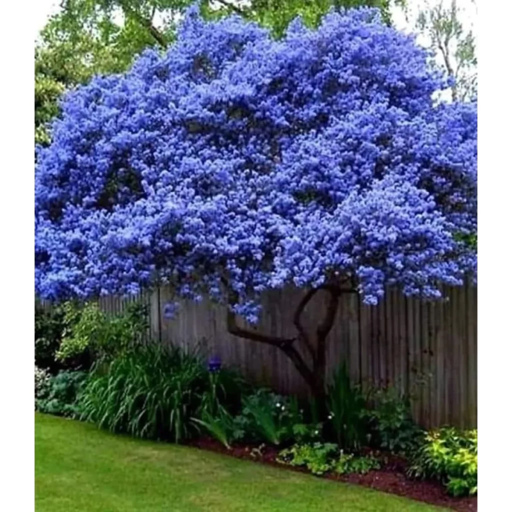 Baumförmiger Ceanothus (Ceanothus arboreus)​