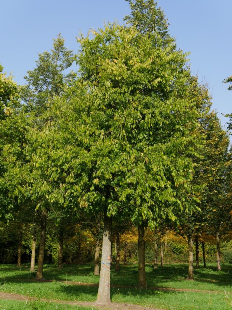 Westlicher Zürgelbaum (Celtis occidentalis)​