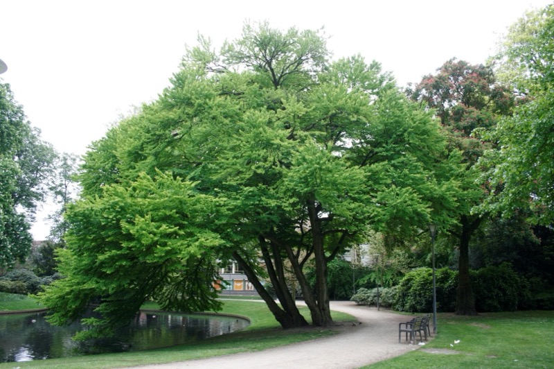 Cercidiphyllum japonicum (Kuchenbaum)