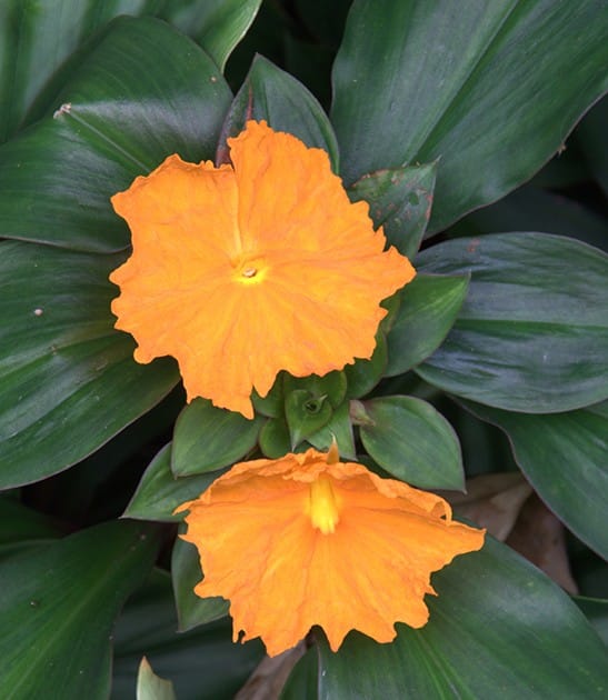 Costus cuspidatus