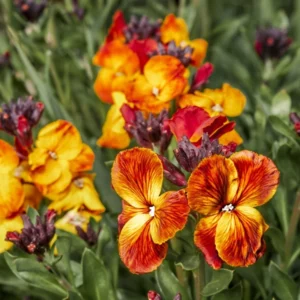 Goldlack (Cheiranthus cheiri)​