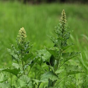 Blühender Guter Heinrich (Chenopodium bonus-henricus) mit dreieckigen Blättern und grünen Blütenähren auf einer Wiese