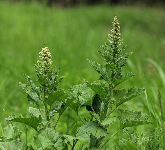 Guter Heinrich (Chenopodium bonus-henricus)​