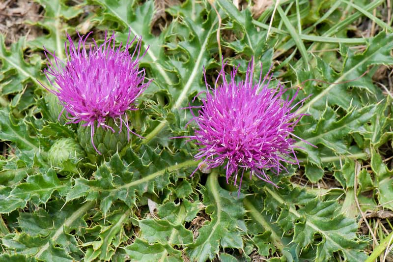 Stängellose Kratzdistel (Cirsium acaule)​