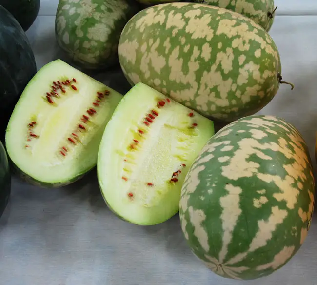 Wassermelone (Citrullus lanatus var. caffer)​