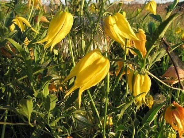 Gold-Waldrebe (Clematis tangutica)