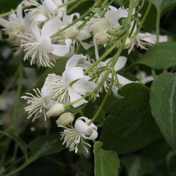 Maximowicz-Waldrebe (Clematis maximowicziana)​