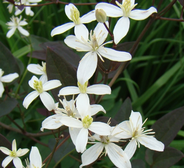 Aufrechte Waldrebe (Clematis recta)​