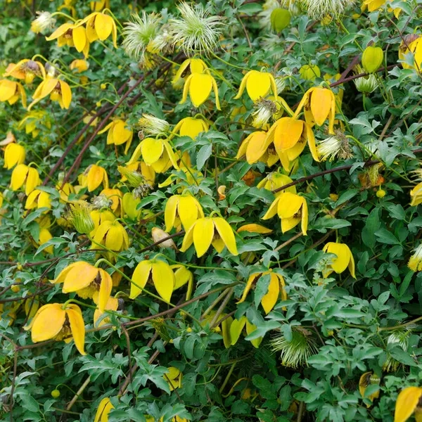Orientalische Waldrebe (Clematis orientalis)​