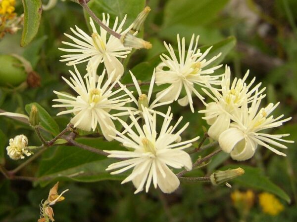 Gewöhnliche Waldrebe (Clematis vitalba)