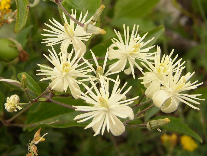Gewöhnliche Waldrebe (Clematis vitalba)​