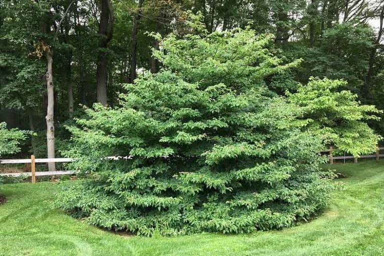 Wechselblättriger Hartriegel (Cornus alternifolia)​