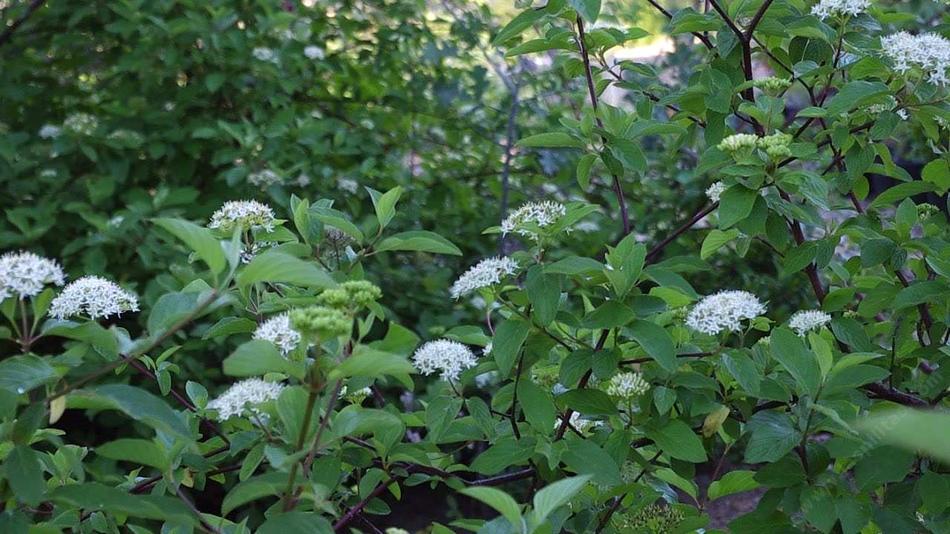 Roter Hartriegel (Cornus stolonifera)​